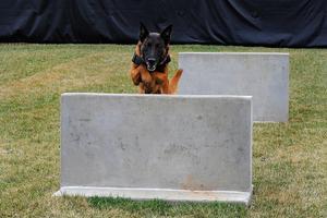 برنامه‌نما German Shepherd Training عکس از صفحه