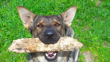 برنامه‌نما German Shepherd Training عکس از صفحه