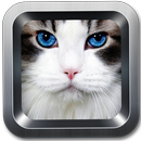 Meow Wallpaper APK