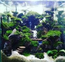 The Best Aquascape Ideas Today پوسٹر