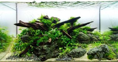 今日最好的Aquascape理念 截圖 1