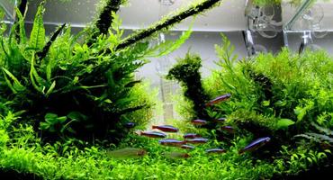 The Best Aquascape Ideas Today اسکرین شاٹ 2