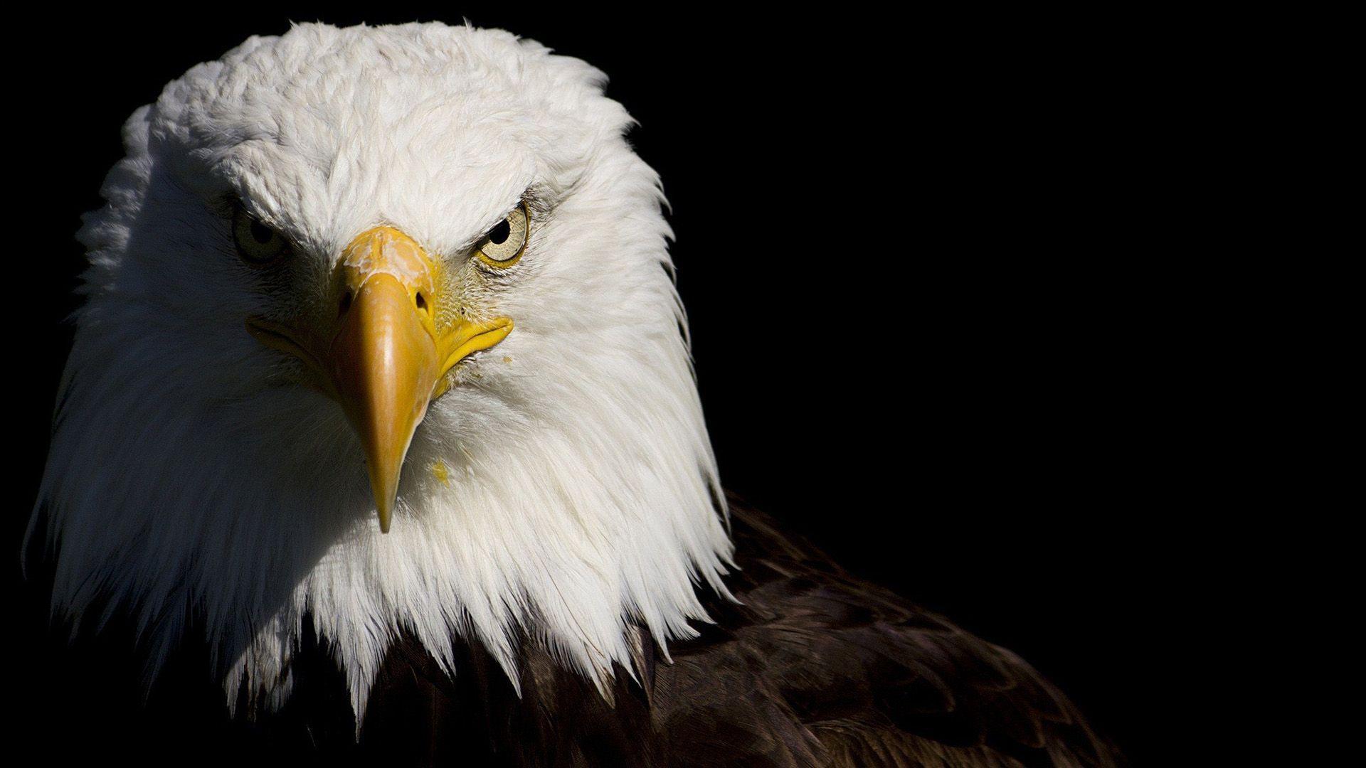 American Eagle Wallpapers For Android Apk Download