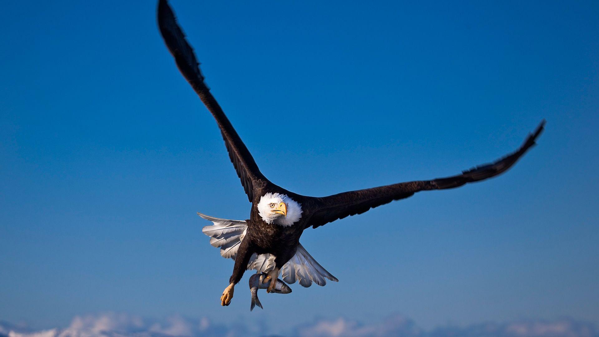 American Eagle Wallpapers For Android Apk Download