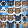 Cat Pop