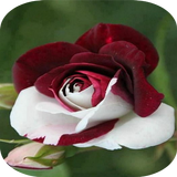 Beautiful flowers and roses pi icône