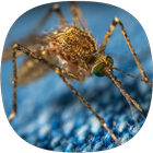 Mosquito Sounds simgesi