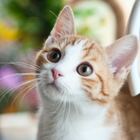 Cat Sound Button icon