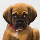 Dog Barking icon