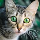 Cat Meow APK