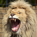 Lion Sound APK