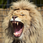 Lion Sound icon