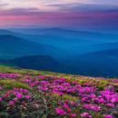 APK Mountain Flower Live Wallpaper