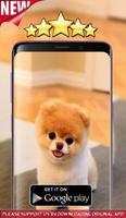 Jiffpom Wallpaper HD capture d'écran 1