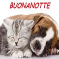 Buonanotte Immagini 2022