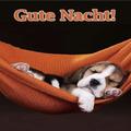 Gute Nacht 2022