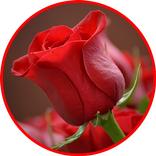 ”Flowers Animated  Gif 2022