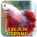 Cara Merawat Ikan Cupang APK