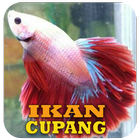 Cara Merawat Ikan Cupang icon