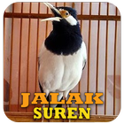 Cara Merawat Jalak Suren icône