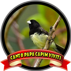 Canto Papa Capim Viviti Campeão icône
