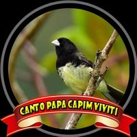 Canto Papa Capim Viviti Campeão Poster