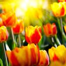 15000 Natural Wallpaper APK