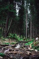 Nature Wallpaper || 4K Latest HD Nature Wallpapers imagem de tela 1