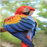 Birds Wallpaper 4k 2023