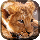Little Lion King of Beasts LWP ikon