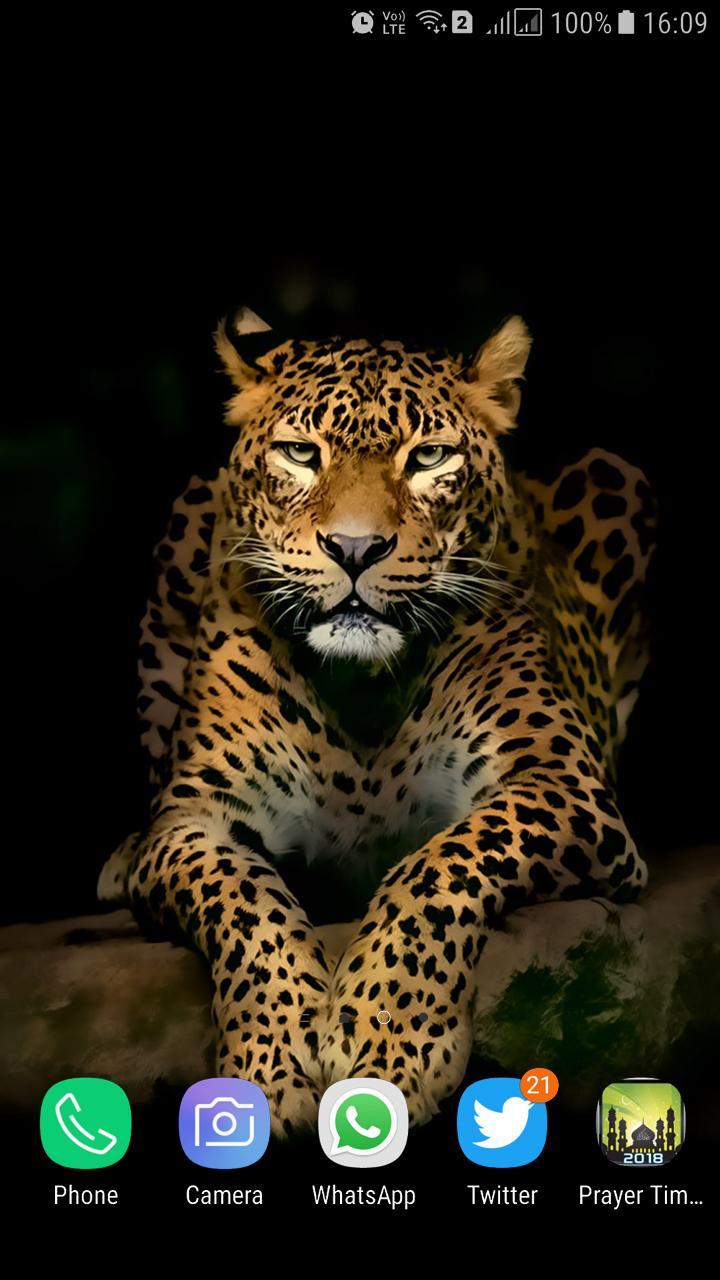 HD New Cheetah Wallpaper for Android APK Download HD New Cheetah Wallpaper for Android APK Download
