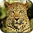 Cheetah Wallpaper 4K APK