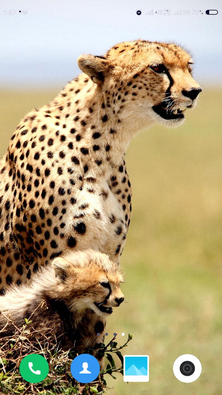 Cheetah Wallpaper for Android APK Download Cheetah Wallpaper for Android APK Download