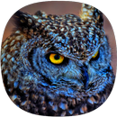 Sons Owl APK
