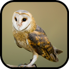 Owl Wallpaper Zeichen