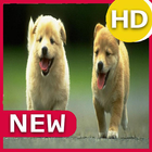 Puppies Wallpapers 2020 icon