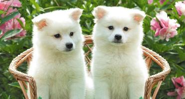 Puppies Wallpapers 2020 ảnh chụp màn hình 1