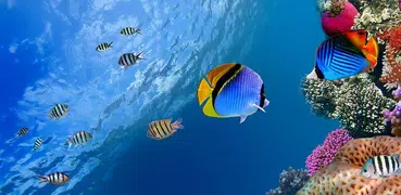 Ocean Fish Live Wallpaper