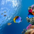 آیکون‌ Ocean Fish Live Wallpaper