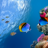 APK Ocean Fish Live Wallpaper