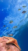 Ocean Fish Live Wallpaper โปสเตอร์