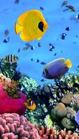 Ocean Fish Live Wallpaper स्क्रीनशॉट 2