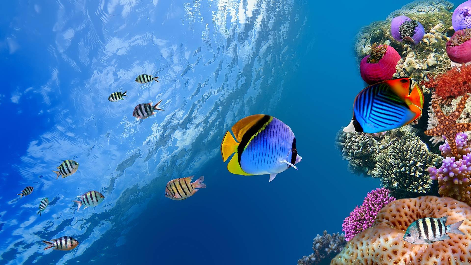 Android 用の 海洋魚ライブ壁紙 Apk をダウンロード