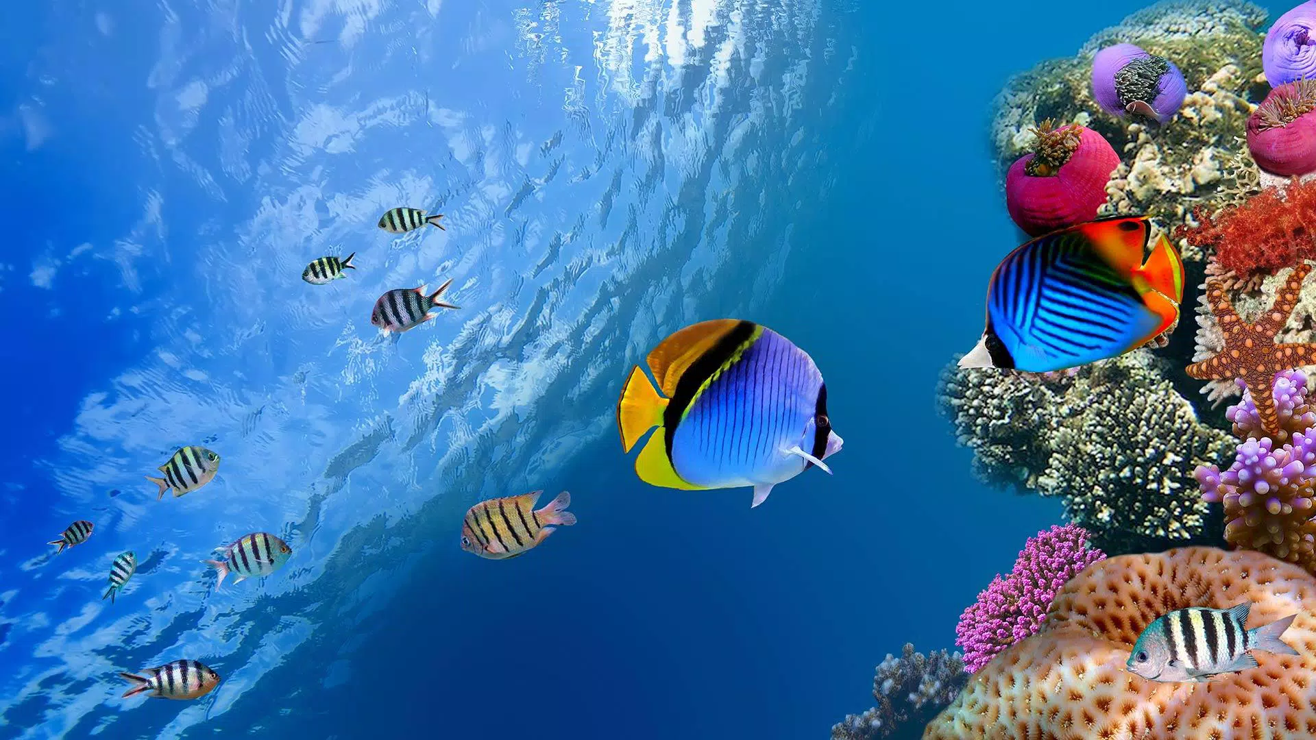 Ocean Fish Live Wallpaper安卓下載 安卓版apk 免費下載