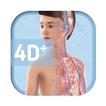 Humanoid 4D+ Zeichen