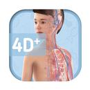 Humanoid 4D+ aplikacja