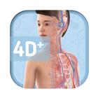 Humanoid 4D+ icono