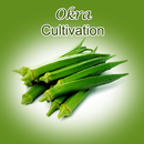 Okra Cultivation IIHR APK
