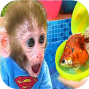 APK Bibi The Monkey World