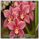 Papier peint fleur d'orchidée icône